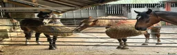 English Thoroughbred horses for sale: URGENT URGENT home needed 3 new forest Gelding - Advert 4