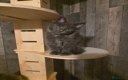 Maine Coon cats for sale: Maine Coon kittens avaliable - Image 21