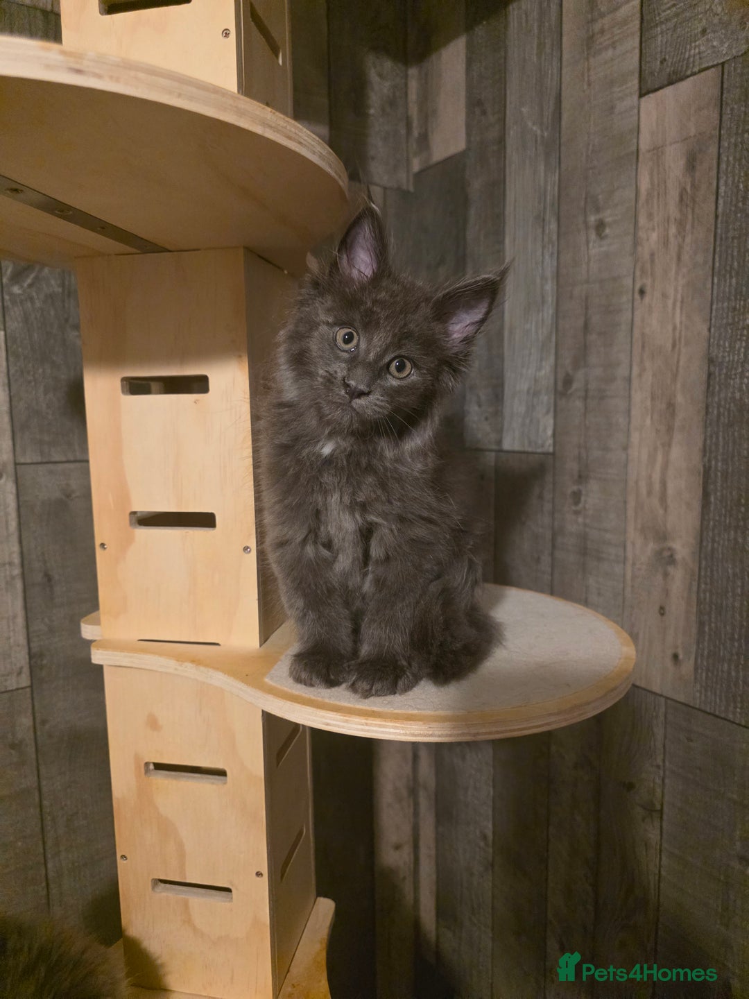 Maine Coon cats for sale: Maine Coon kittens avaliable - Image 21