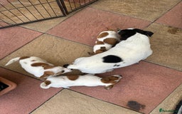 Jack Russell dogs for sale: Jack russle puppies  - Image 9