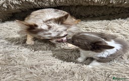 Chihuahua dogs for sale: Tiny long haired chihuahua boy for sale . 💙 - Image 4