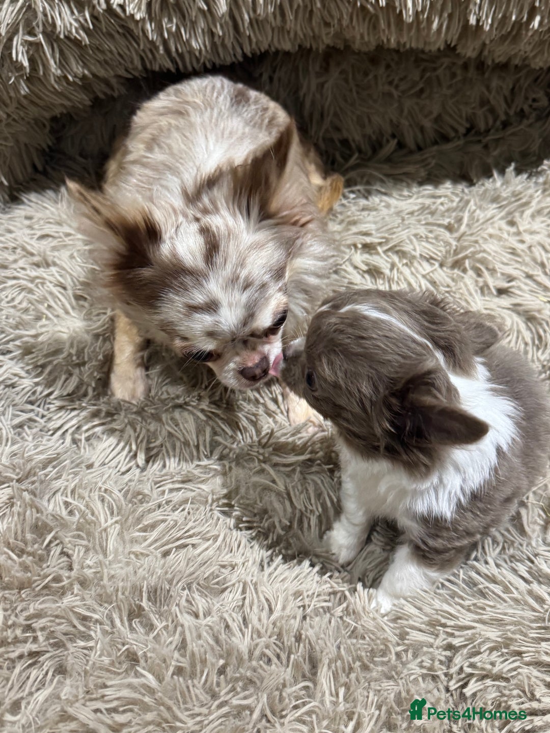 Chihuahua dogs for sale: Tiny long haired chihuahua boy for sale . 💙 - Image 4