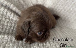 Mixed Breed dogs for sale: Tiny Pugingese pups  - Image 16