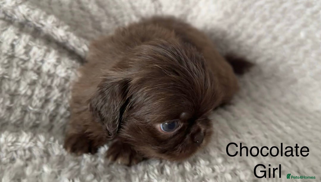Mixed Breed dogs for sale: Tiny Pugingese pups  - Image 16