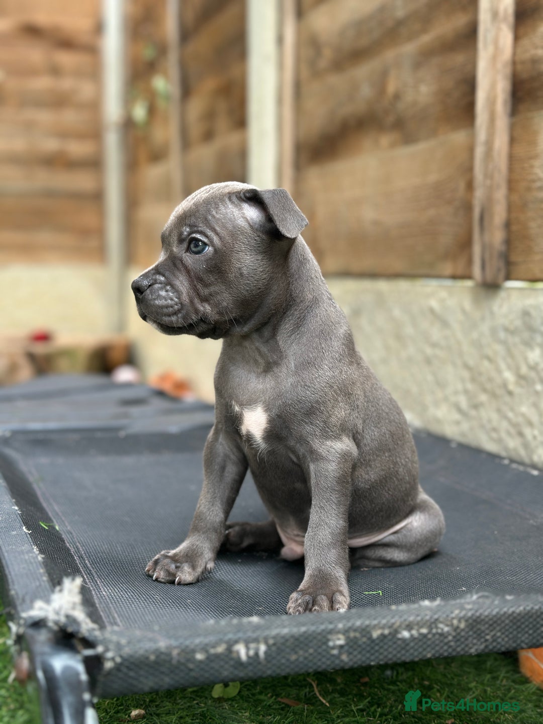 Staffordshire Bull Terrier dogs for sale: Quality Staffordshire Bull Terriers  - Image 3