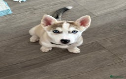 Siberian Husky dogs for sale: Siberian huskies  for sale  - Image 35
