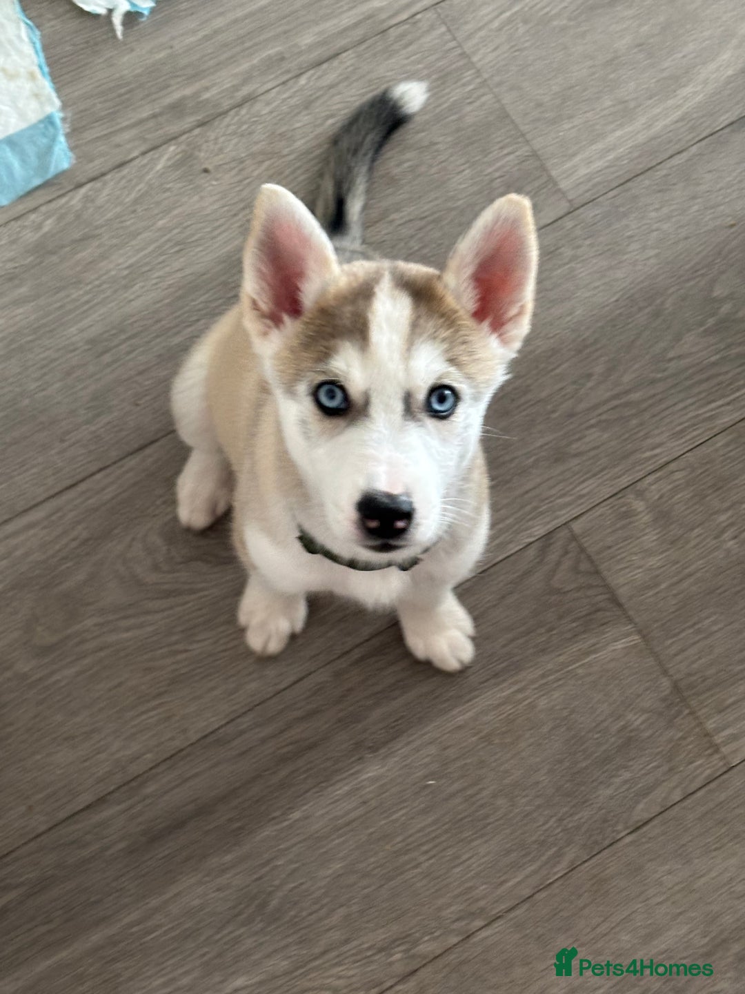 Siberian Husky dogs for sale: Siberian huskies  for sale  - Image 35