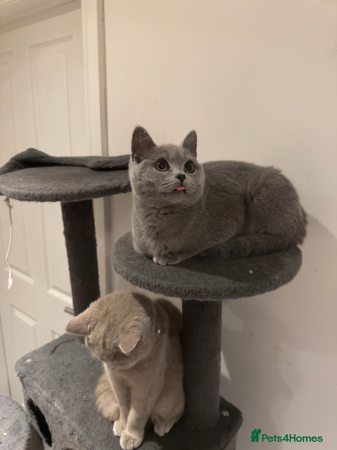 British Shorthair cats for sale: Adorable British Shorthair Kittens Family-Friendly - Advert 11