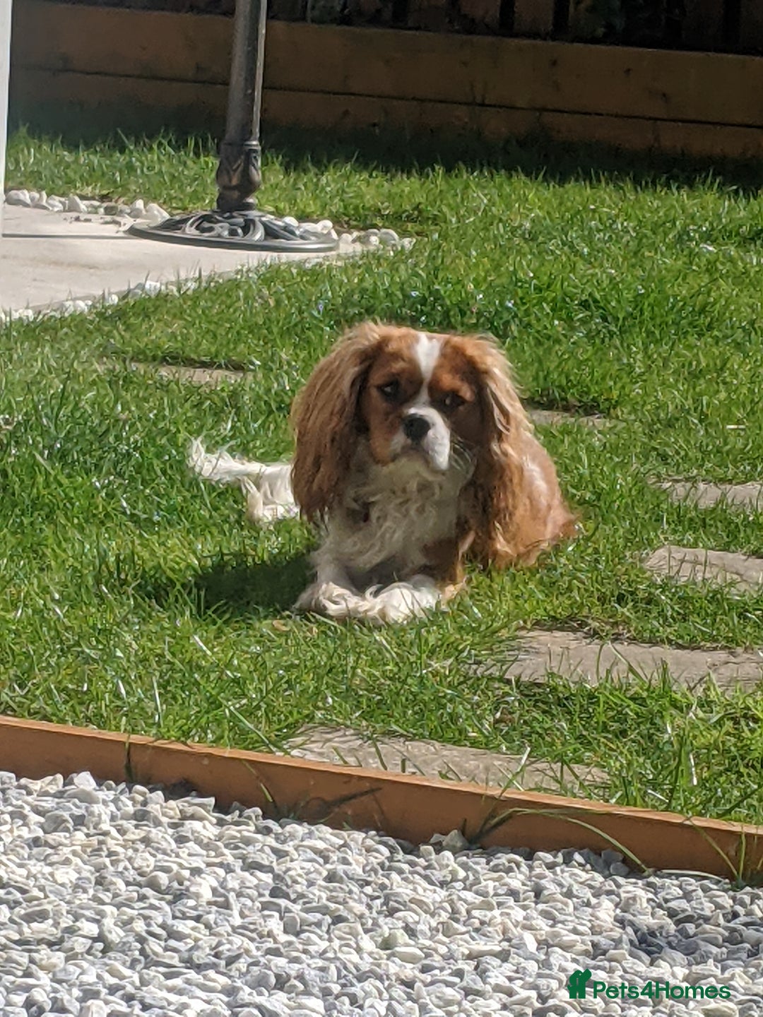 Cavalier King Charles Spaniel dogs for sale: Healthy, lively 2 year old Cavalier (neutered) - Advert 10