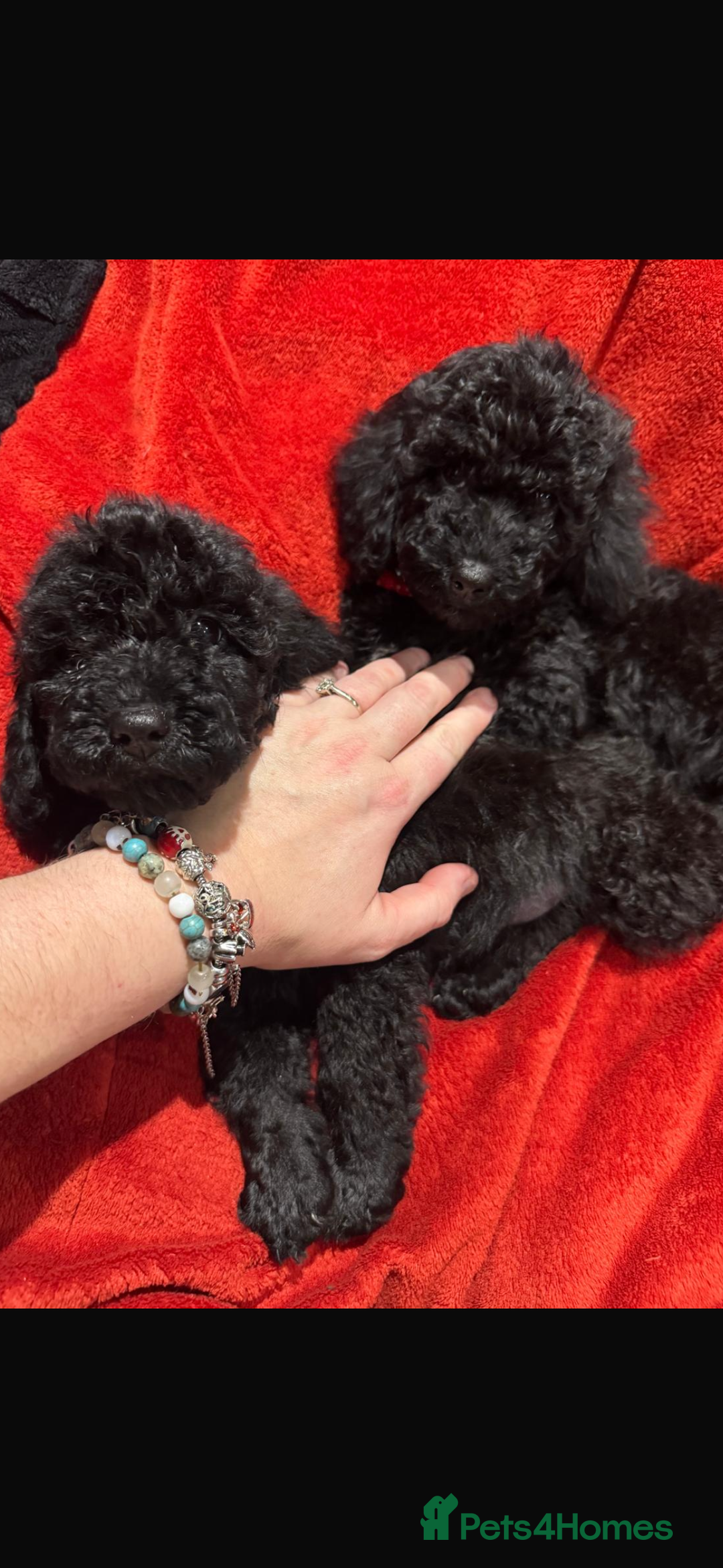 Cockapoo dogs for sale: Ready now! 2 females left!! F1b cockapoos!!! - Advert 7