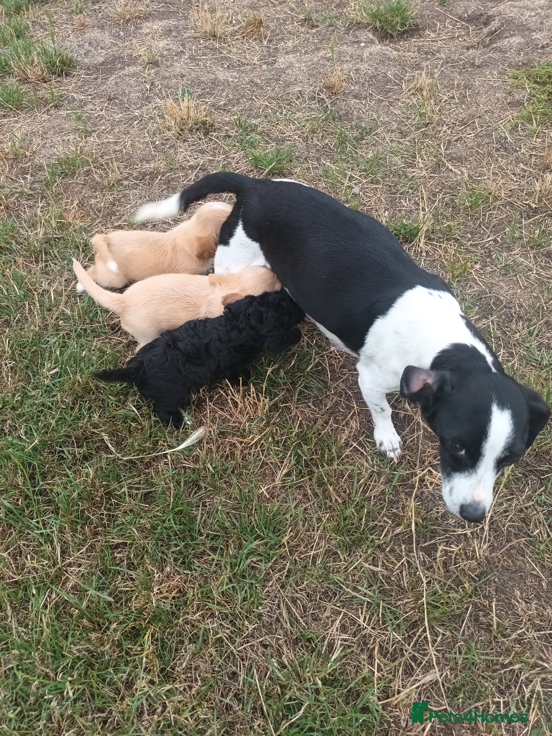 Jackapoo dogs for sale: Adorable Fluffy Jack-A-Poo Puppies for Sale - Image 3