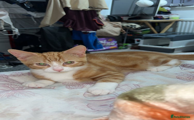 Domestic Shorthair cats - Advert 6