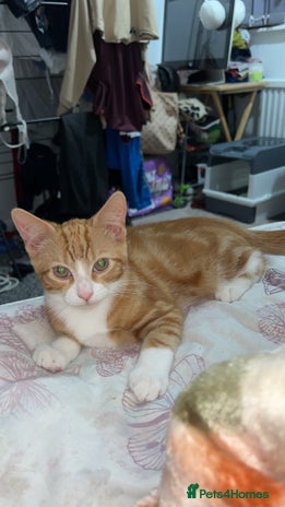 Domestic Shorthair cats - Advert 6