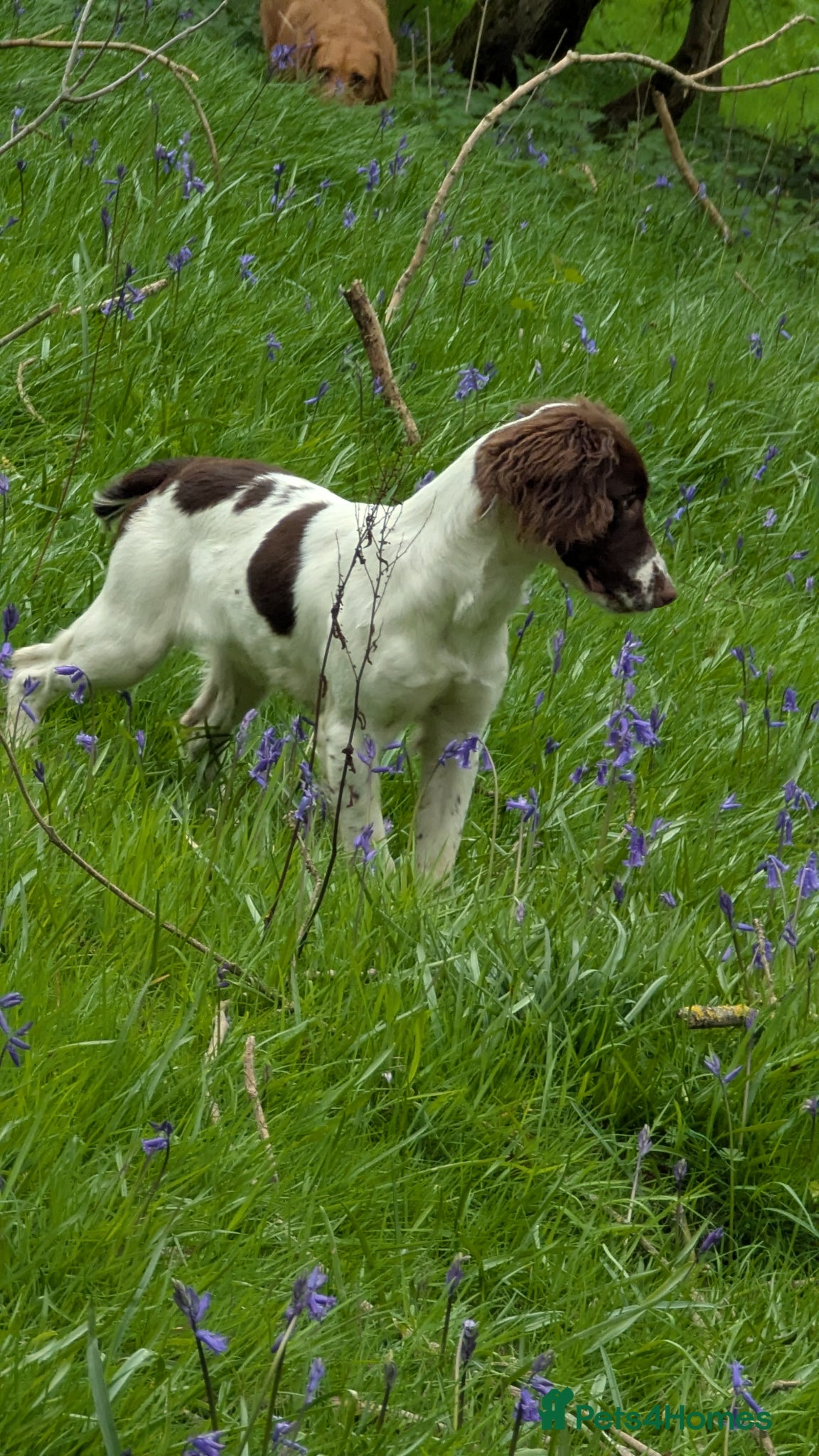 English Springer Spaniel dogs for sale: 7 months old springer  - Advert 3