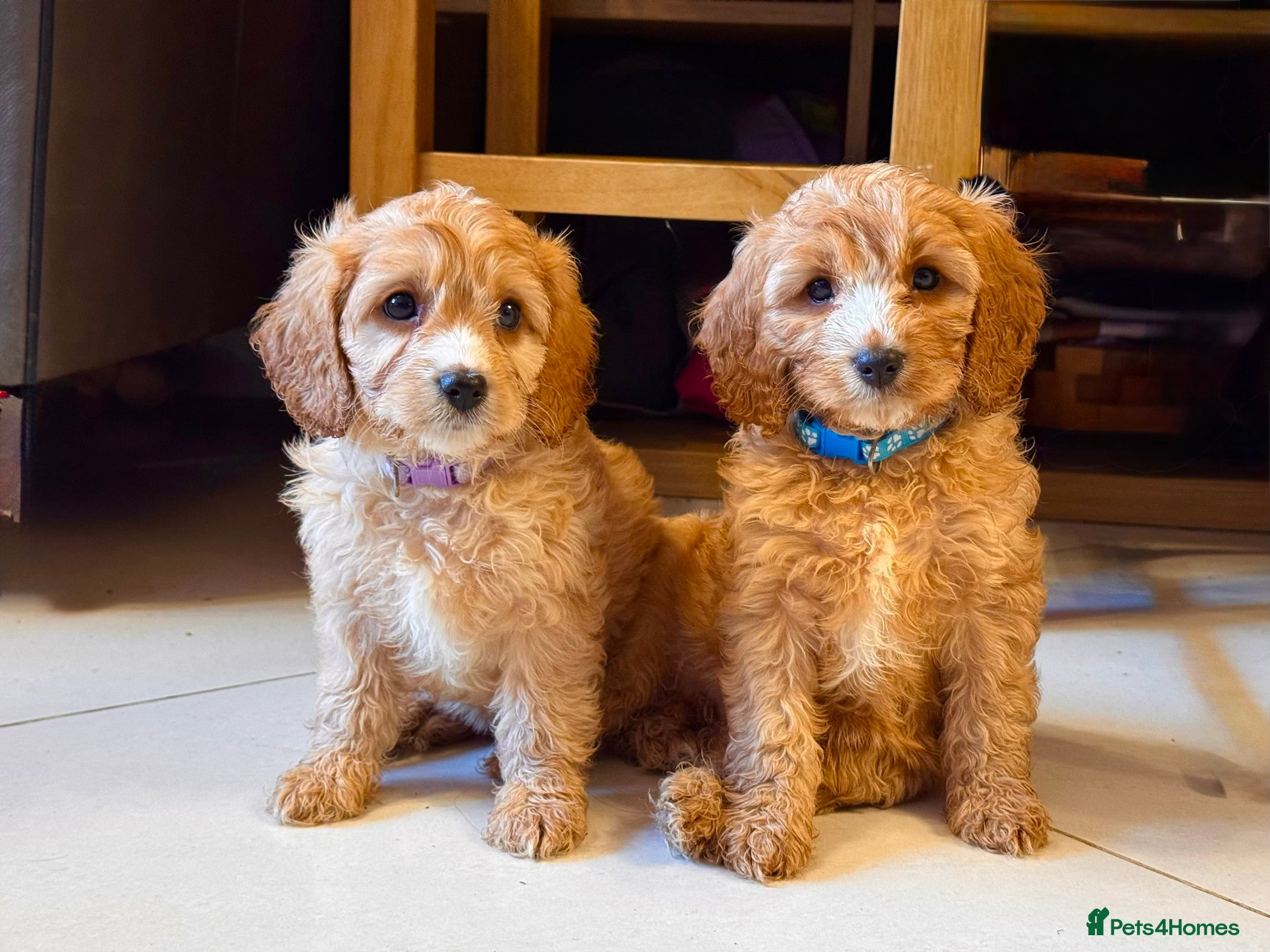 Cavapoo dogs Cavapoo Puppies (F1) -Perfect Family Companions - Advert 18
