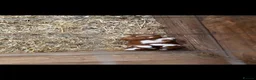Guinea Pig rodents for sale: Guinea pigs  in Ebbw Vale - Advert 2