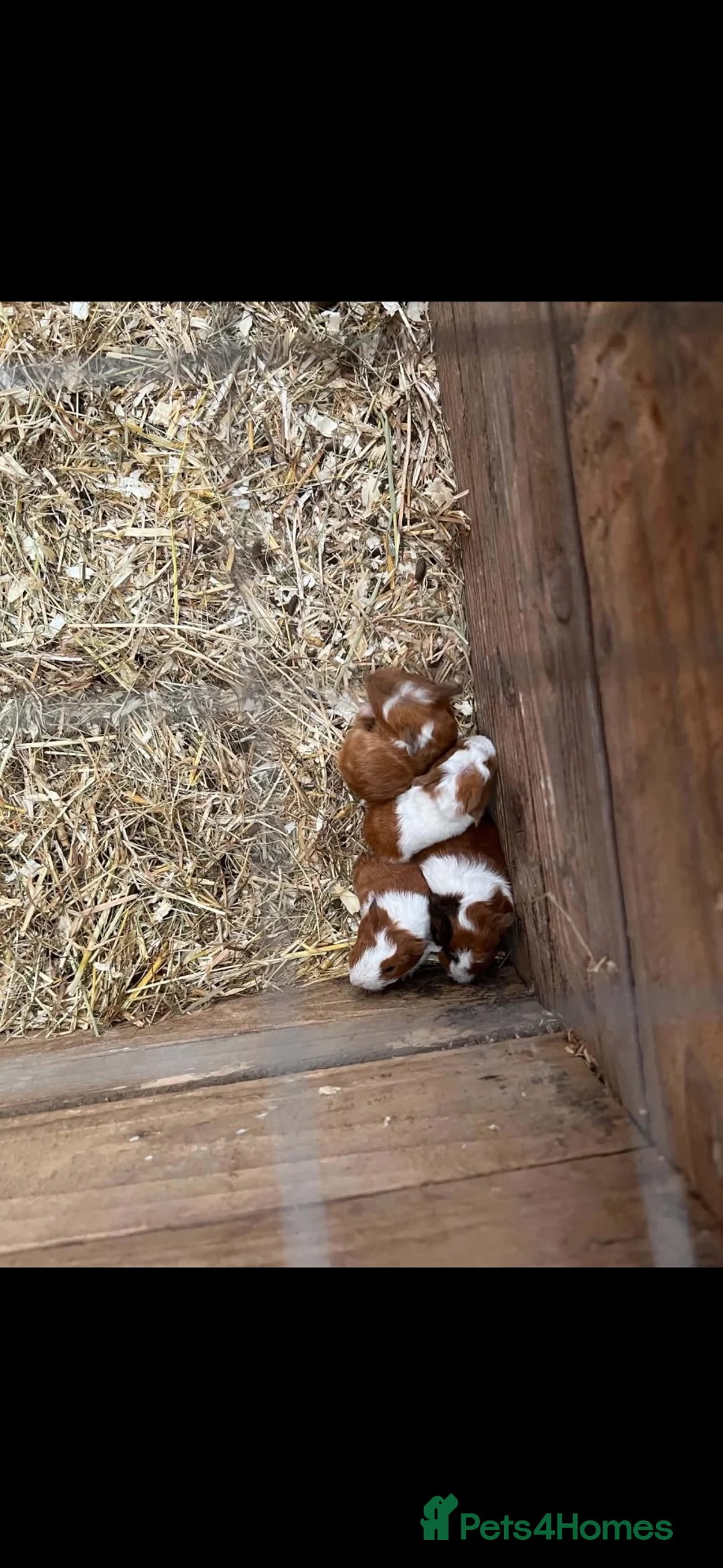 Guinea Pig rodents for sale: Guinea pigs  in Ebbw Vale - Advert 2
