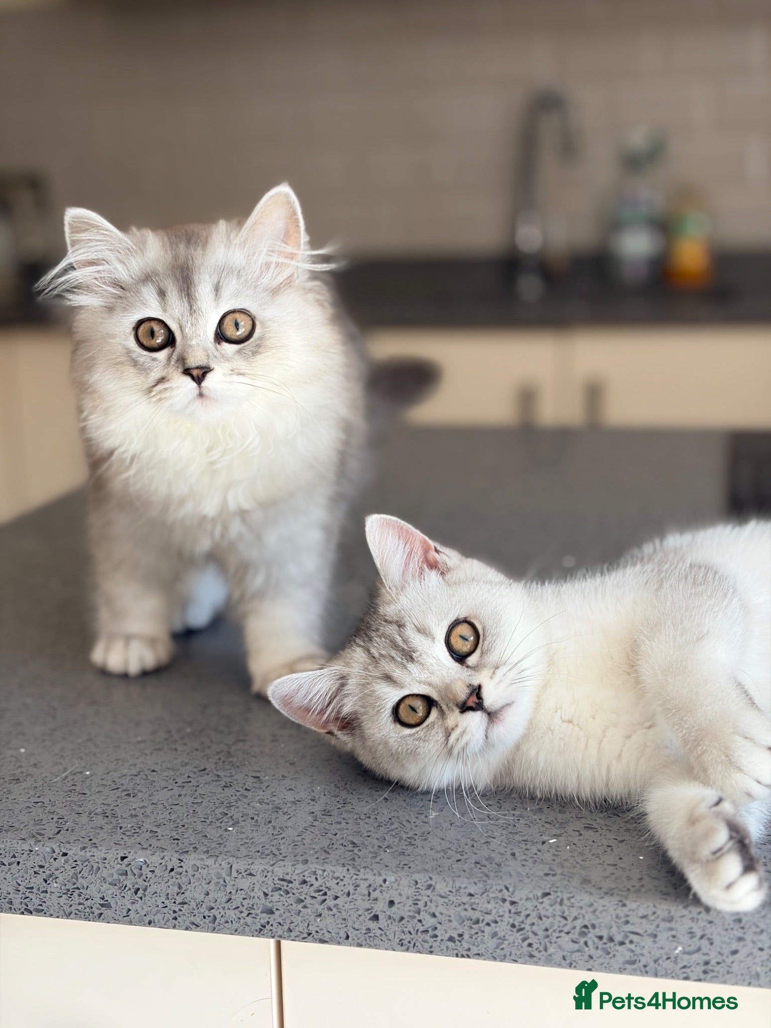 British Shorthair cats BSH / Persian chinchilla kittens ready now ❤️ - Advert 2