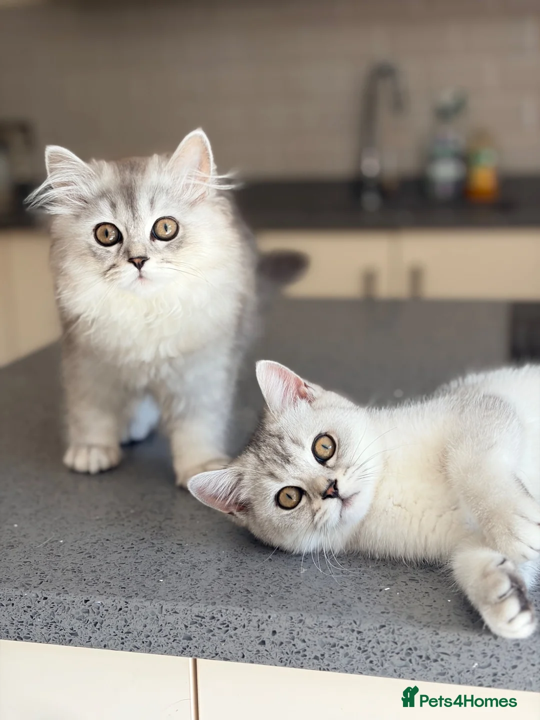British Shorthair cats for sale: BSH / Persian chinchilla kittens ready now ❤️ - Advert 1