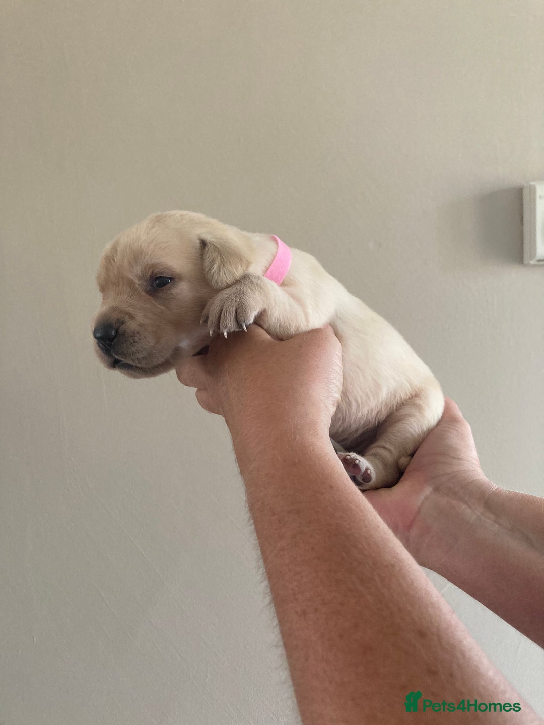 Labrador Retriever dogs for sale: LABRADOR PUPPIES - Image 12