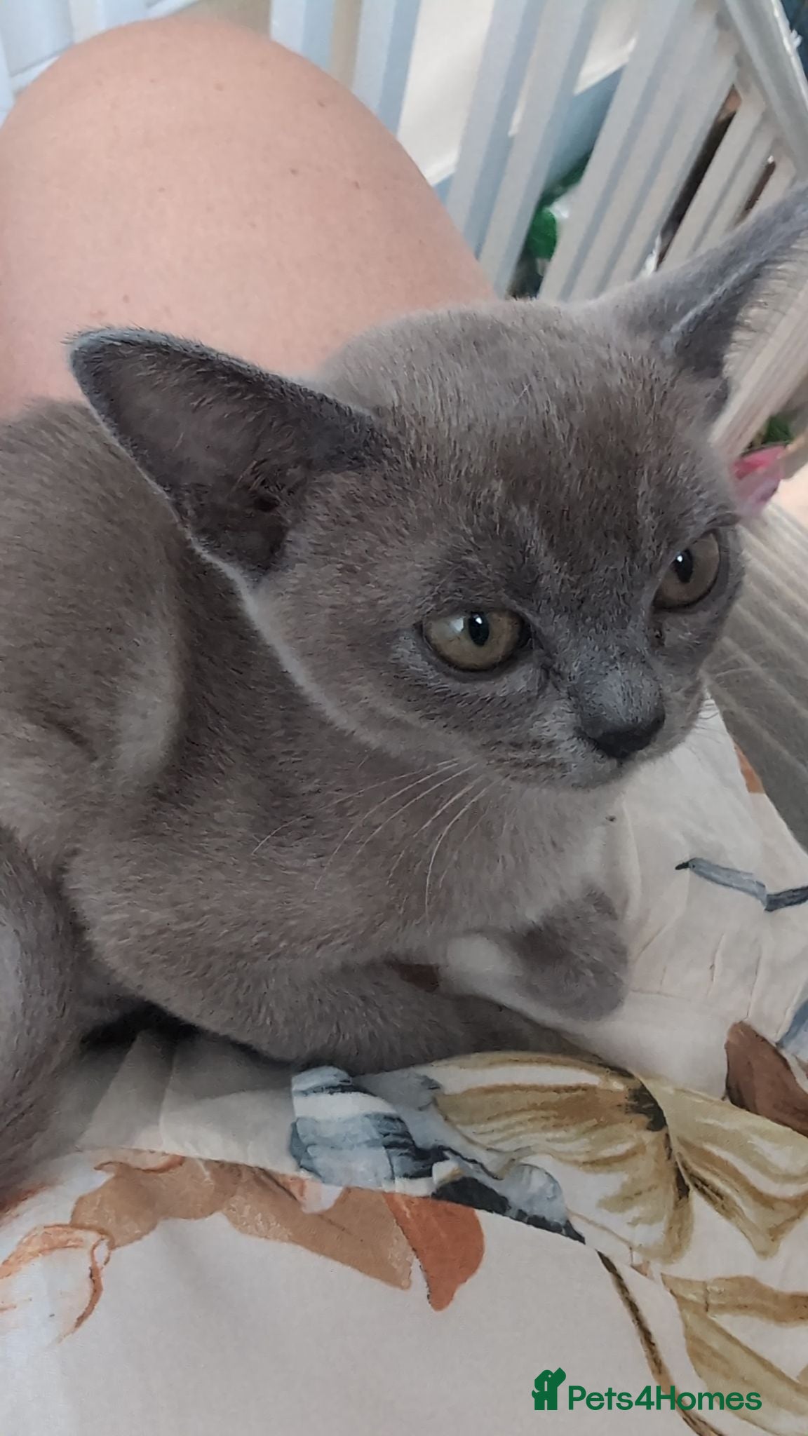 Burmese cats 1 Beautiful blue Burmese baby left - Advert 1