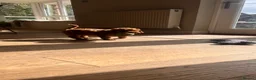 Cockapoo dogs for sale: Outstanding cockapoo puppies  - Advert 26