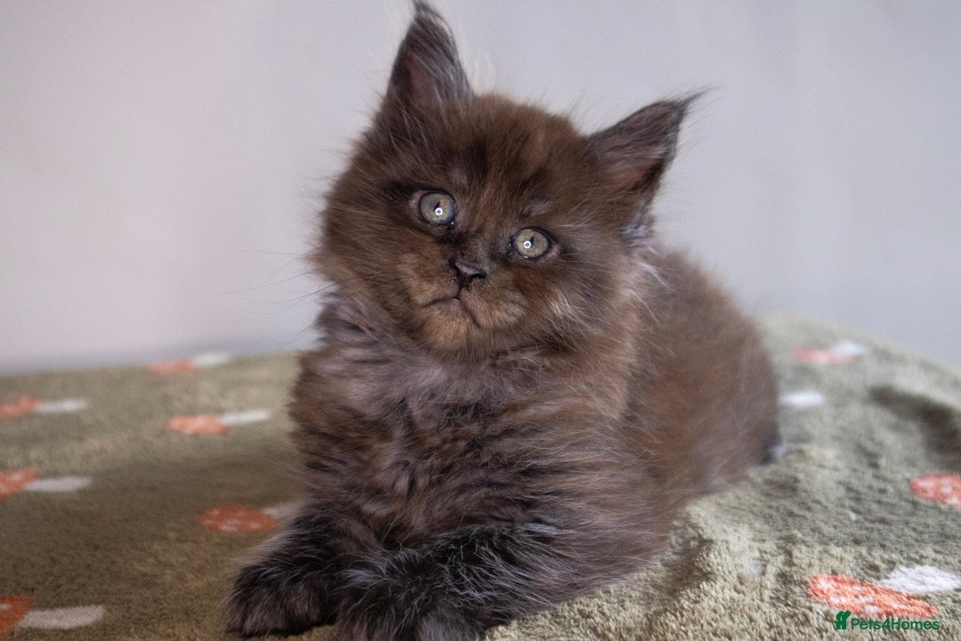 Maine Coon cats for sale: Gorgeous TICA-Registered Maine Coon Kittens! - Advert 21