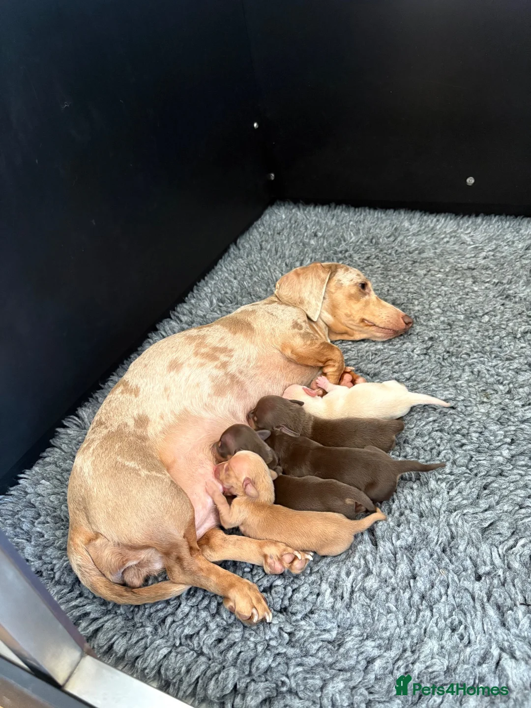 Dachshund dogs for sale: Dachshund  - Advert 11