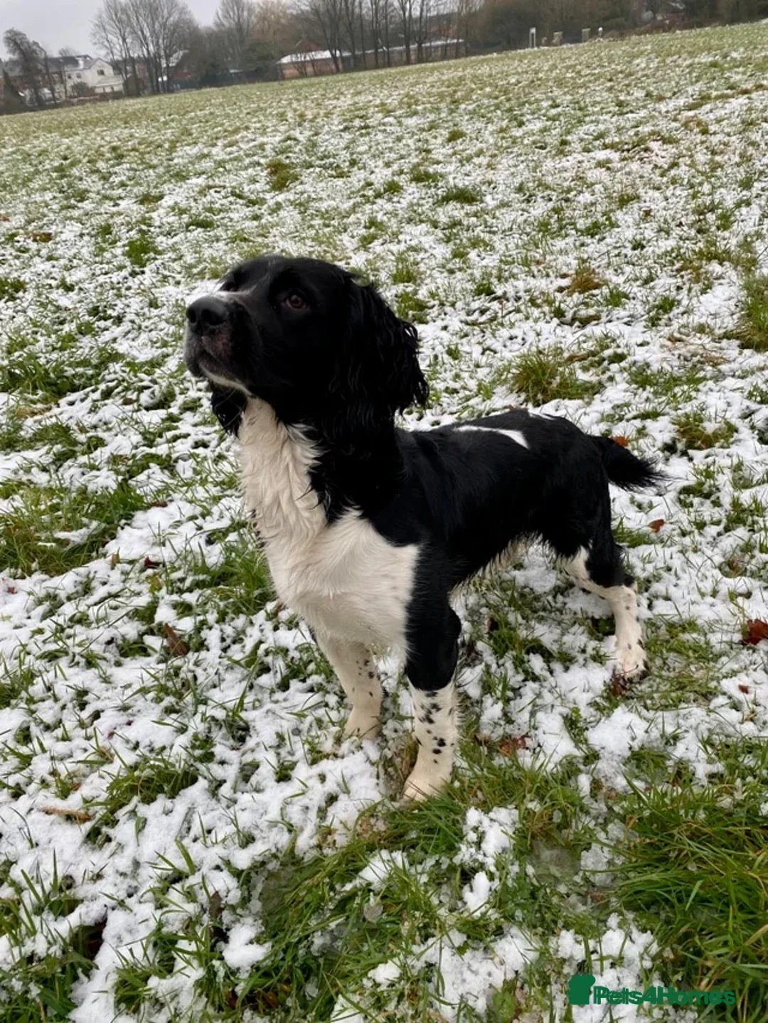 English Springer Spaniel dogs for sale: KC Reg Litter - Liver & White x Black & White - Advert 18