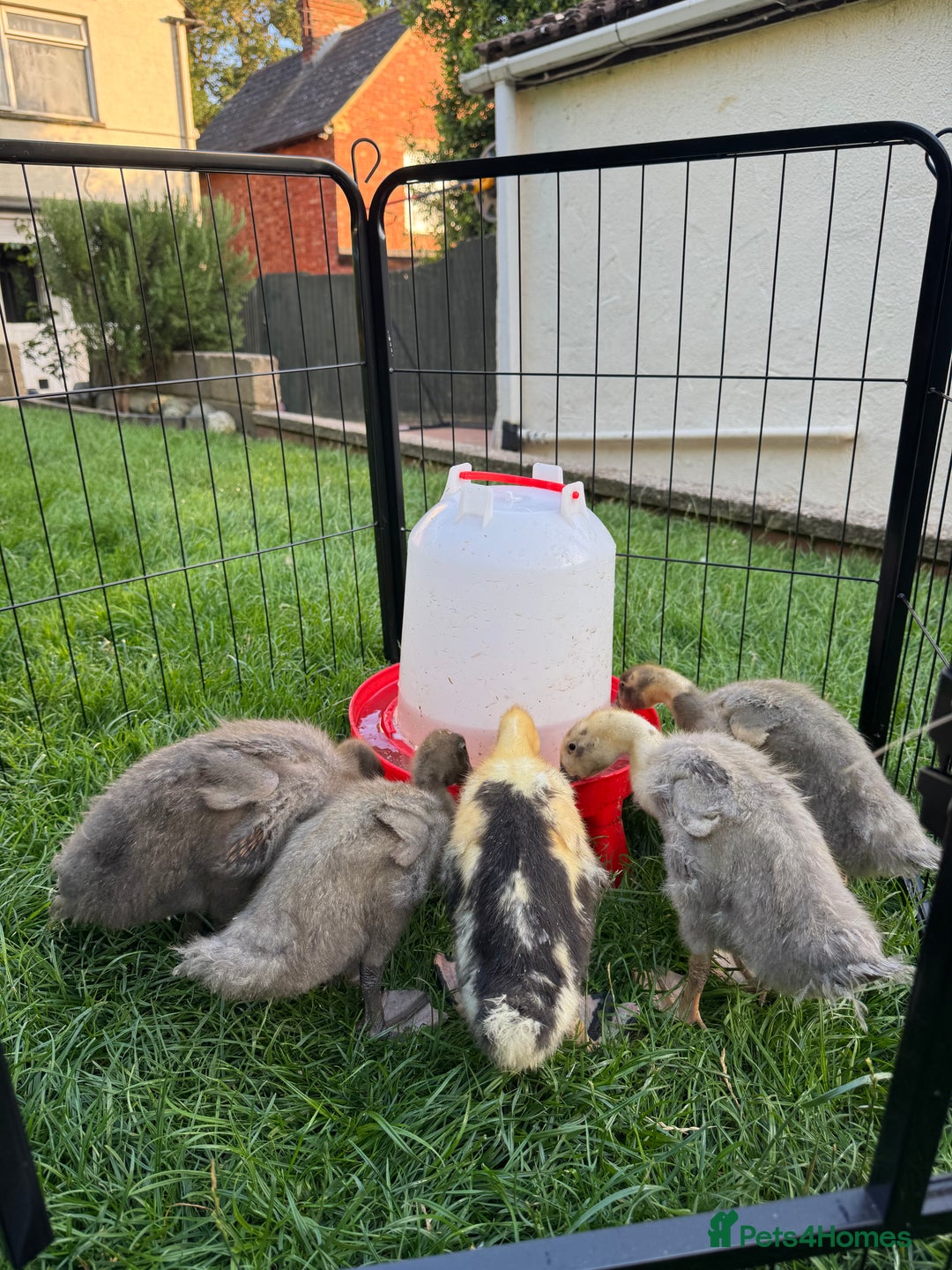 Ducks poultry for sale: Unsexed Indian runner ducklings - Image 1