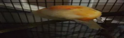 Canaries birds for sale: Female Canary Bird  in Preston - Advert 6