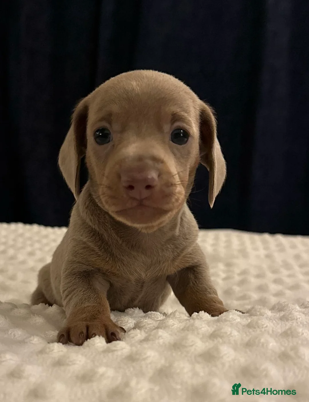 Miniature Dachshund dogs for sale: KC Miniature Isabella Dachshunds - Advert 10