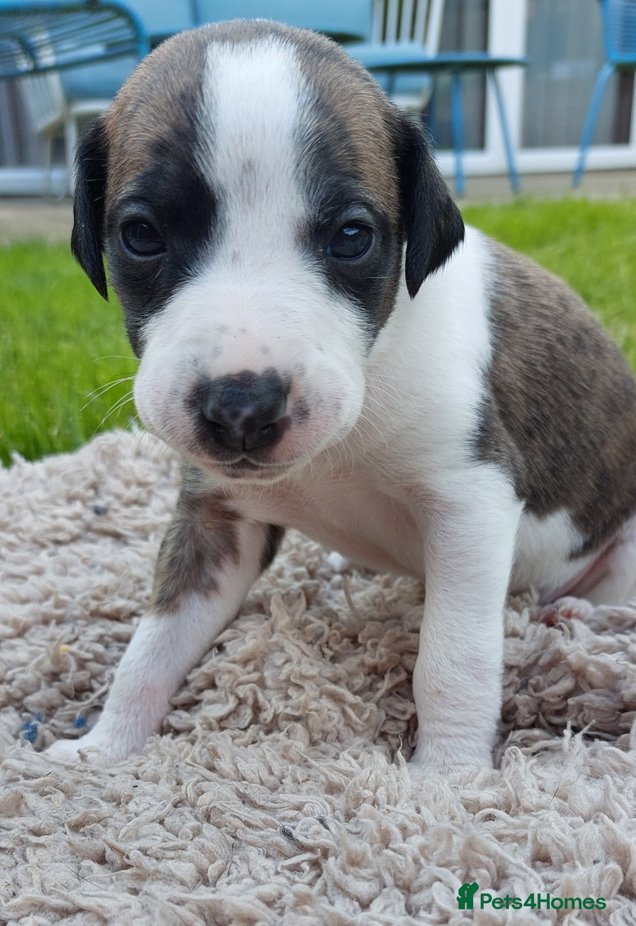 Whippet dogs STUNNING RED BRINDLE BOY & BRINDLE PARTI-COLOURS - Advert 1