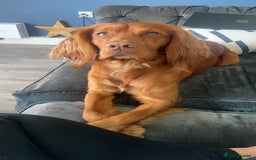 Cocker Spaniel dogs for stud: Proven Red Working Cocker Spaniel FOR STUD in Torrington - Image 7