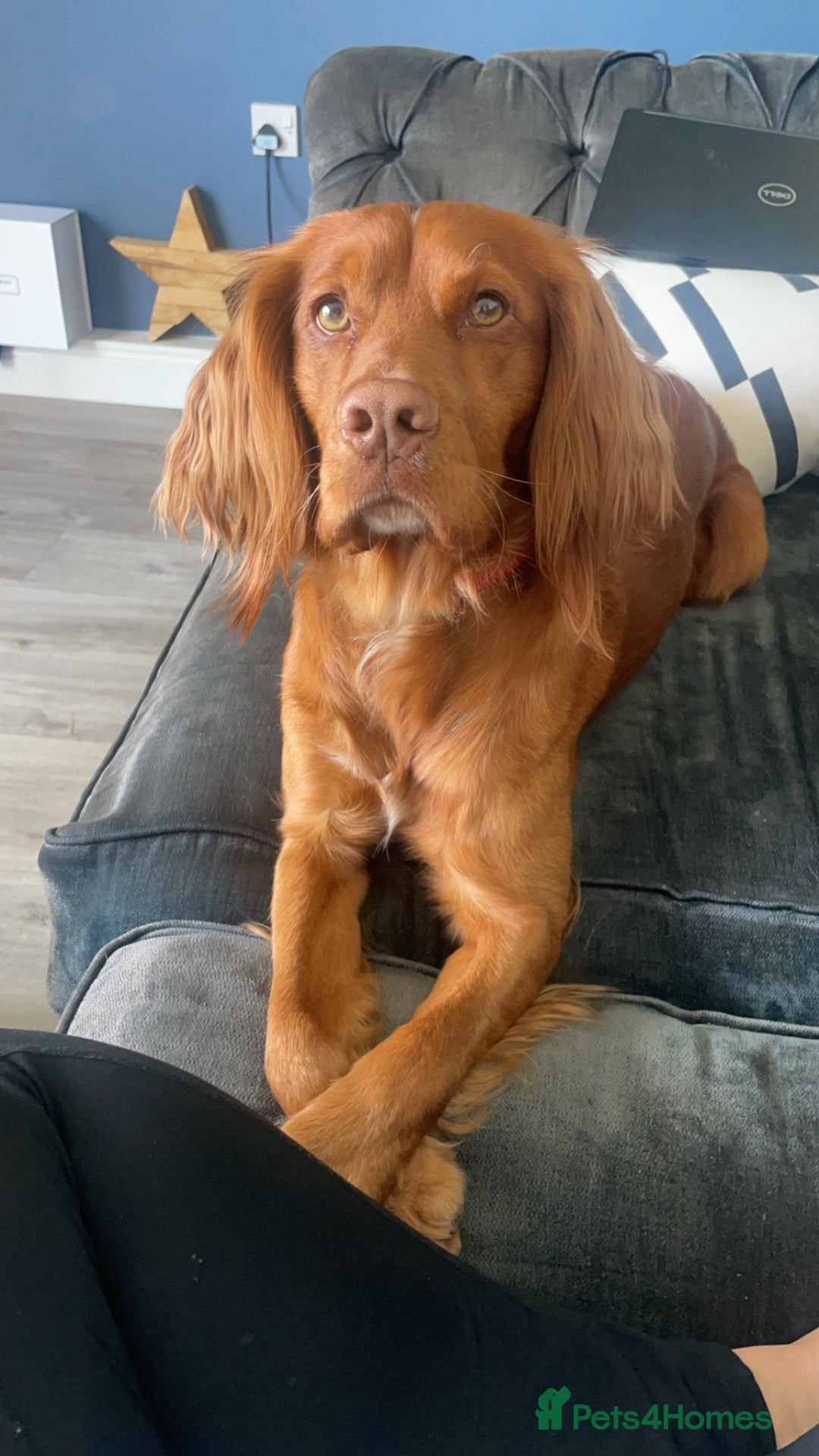 Cocker Spaniel dogs for stud: Proven Red Working Cocker Spaniel FOR STUD in Torrington - Image 7