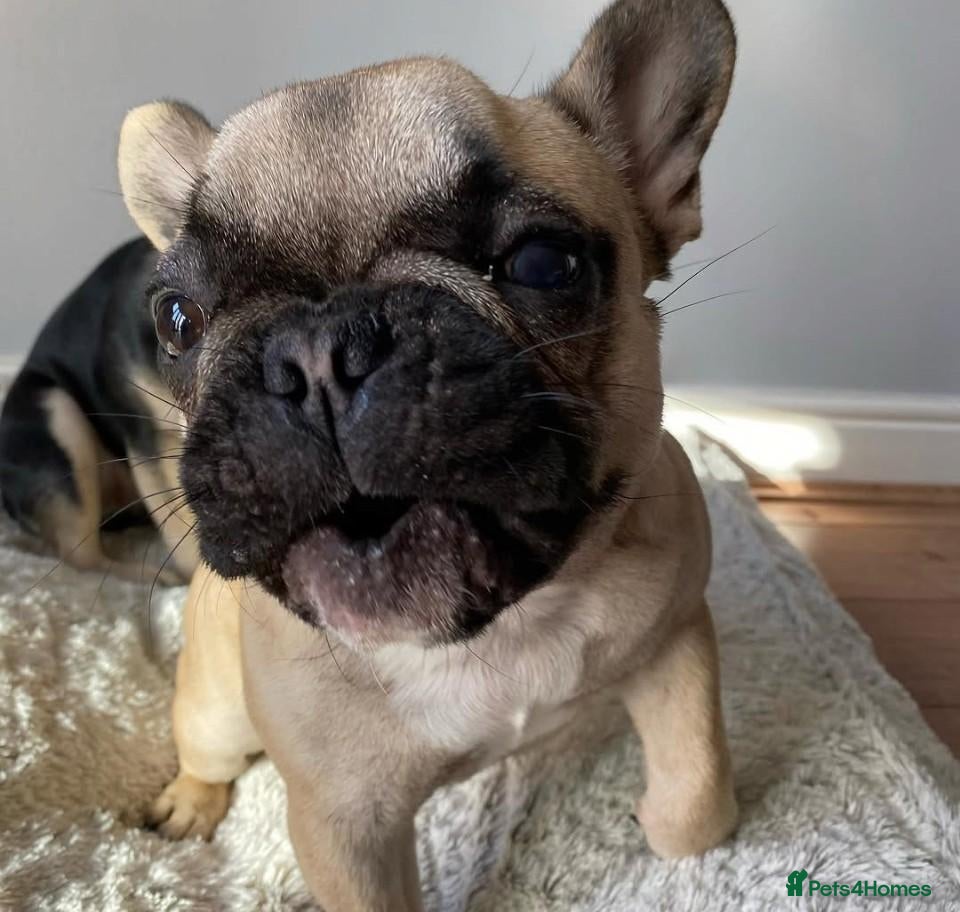 French Bulldog dogs 5 Year Old French Bulldog For sale  - Advert 1