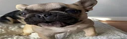 French Bulldog dogs for sale: 5 Year Old French Bulldog For sale  in Maidstone - Advert 1