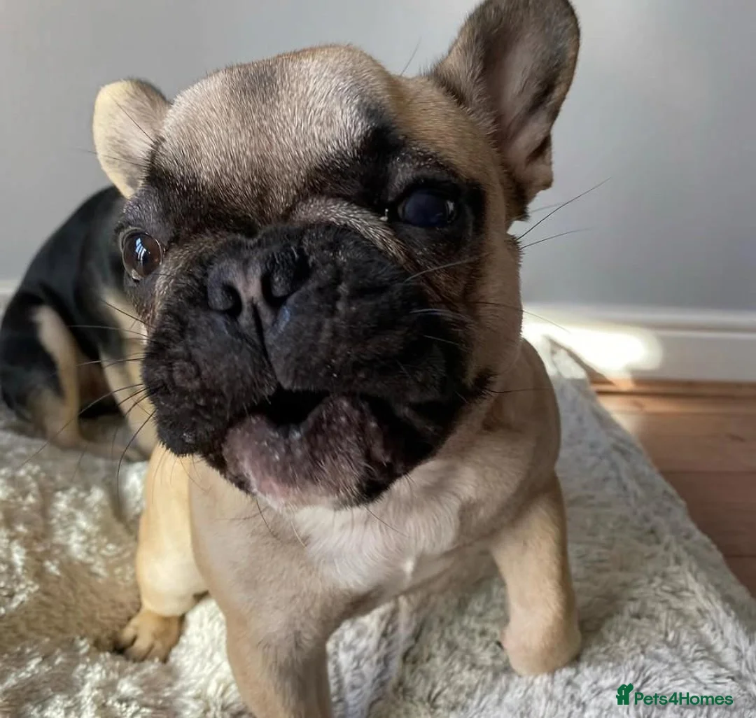 French Bulldog dogs for sale: 5 Year Old French Bulldog For sale  in Maidstone - Advert 1