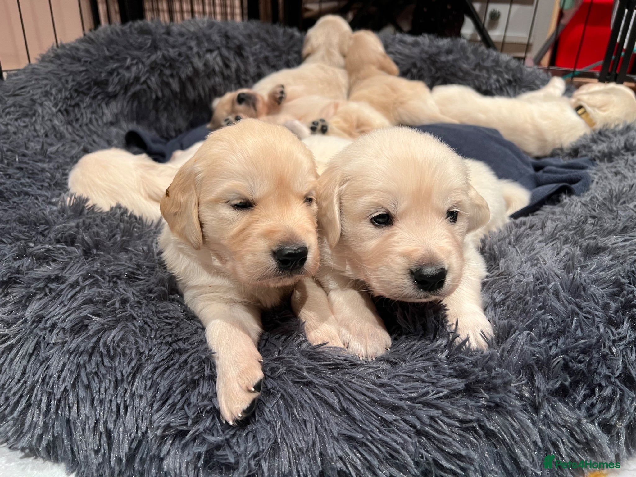 Golden Retriever dogs Beautiful litter of Golden Retriever puppies  - Advert 1
