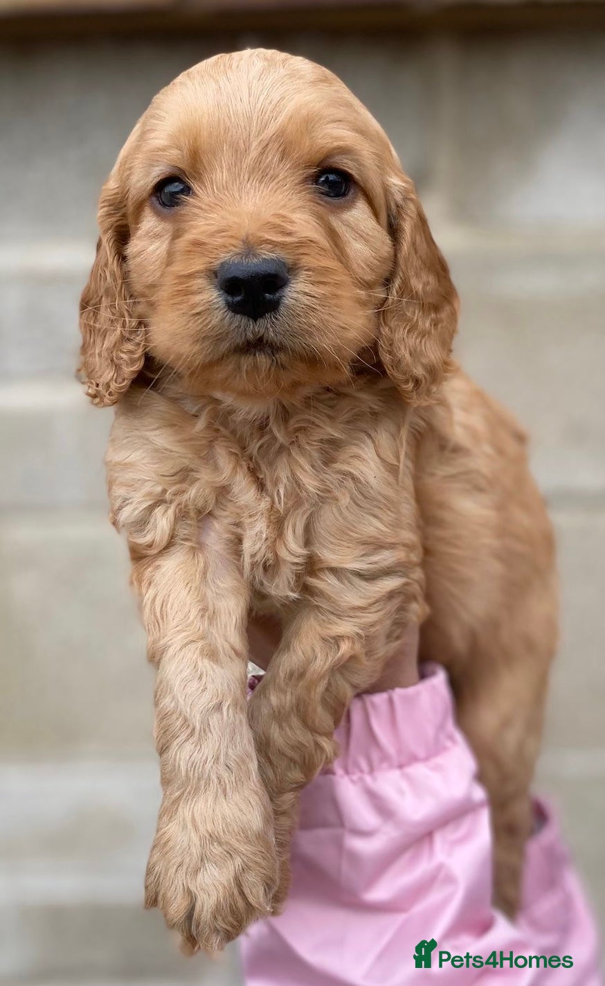 Cockapoo dogs Gorgeous f2 cockapoo puppies ready next weekend - Advert 2