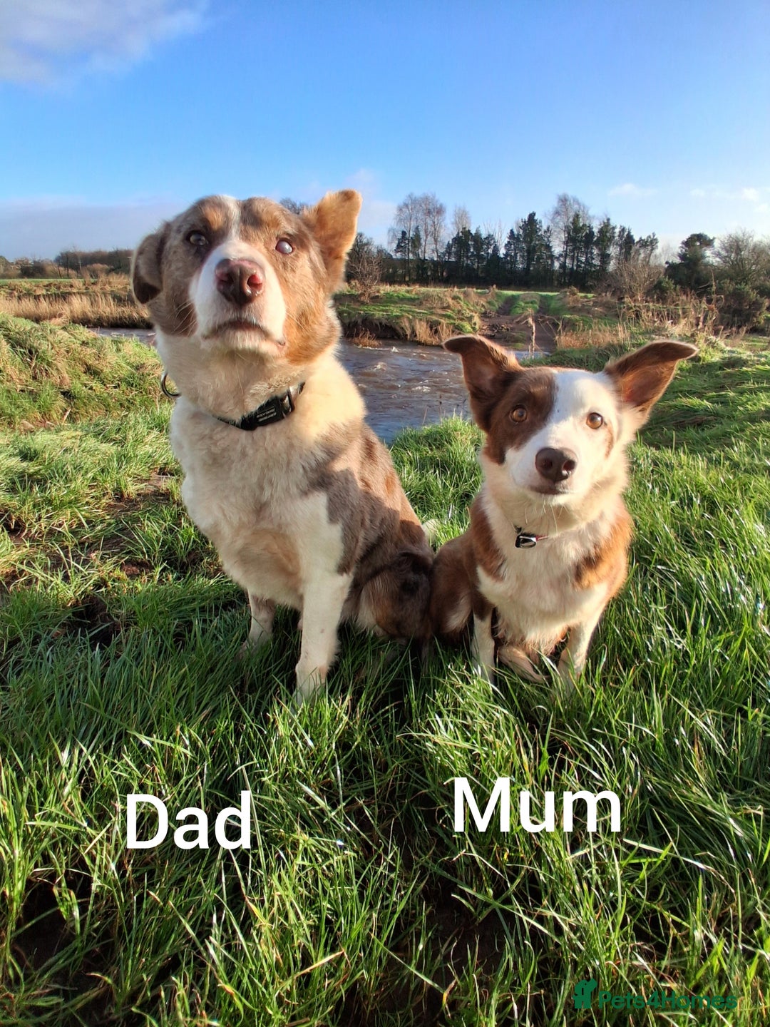 Border Collie dogs for sale: Red + Red Merle Border Collie Puppies DNA CLEAR - Advert 2