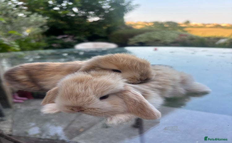 Mini Lop rabbits - Advert 2
