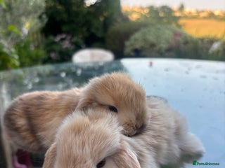 Mini Lop rabbits Stunning Mini Lop Bunnies🤍🌾 - Advert 1