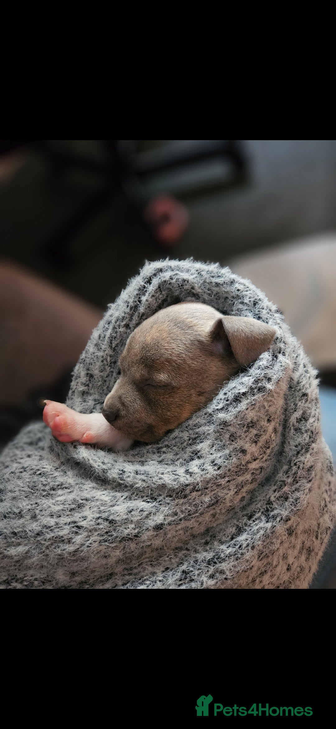 Staffordshire Bull Terrier dogs for sale: Staffy Puppies. Exceptional Temperament. - Advert 4