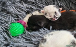 Mixed Breed cats for sale: Beautiful healthy kittens 😍😍 - Image 14