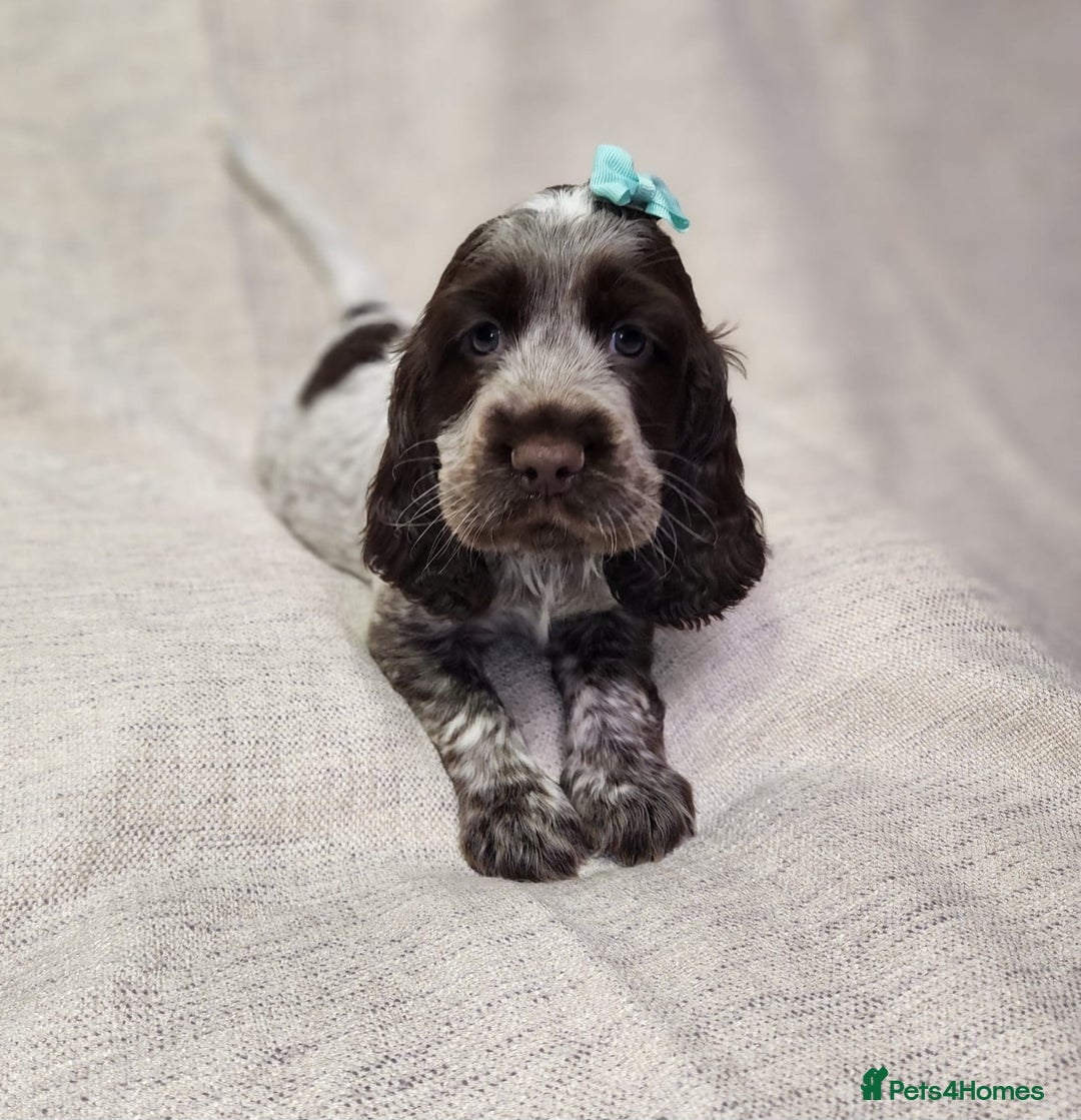 Cocker Spaniel dogs for sale: Show type unique markings cocker spaniel puppies  - Advert 21