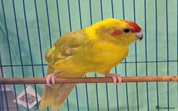 Parakeets birds for sale: Bonded pair of Kakarikis  - Image 2