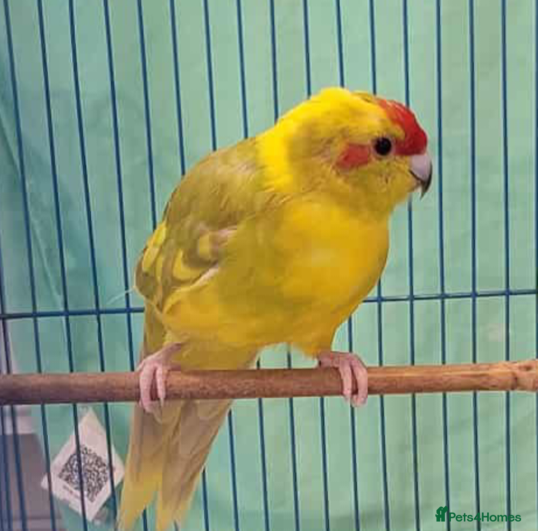 Parakeets birds for sale: Bonded pair of Kakarikis  - Image 2