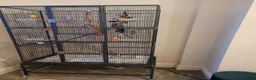 Lovebirds birds for sale: A male and female lovebirds  - Advert 4