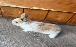 Mini Lop rabbits for sale: Mini lop  - Image 2